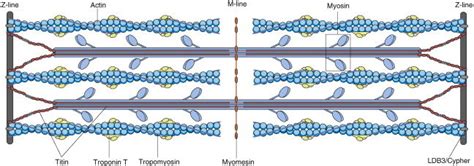 The Cardiac Sarcomere Illustrating The Structural And Contractile