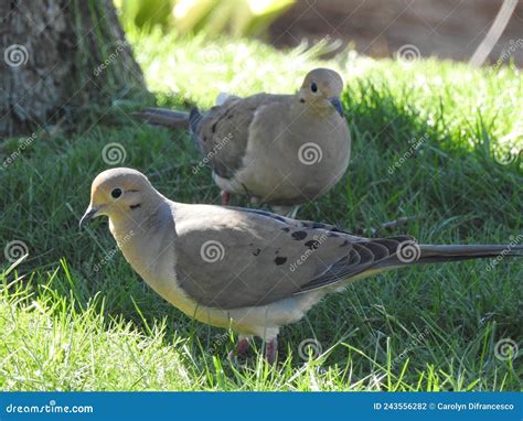 A Pair Of Mourning Doves In The Grass Stock Photo Image Of Pair