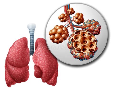 Lung Alveoli Stock Illustrations 1 775 Lung Alveoli Stock