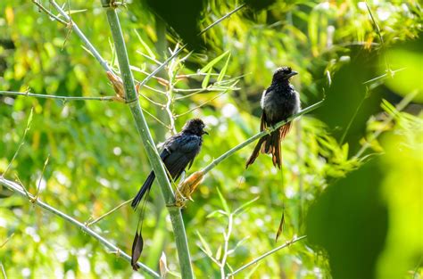 Greater Racket Tailed Drongo Dicrurus Paradiseus Stock Photo