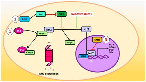 Ijms Free Full Text Natural Products As Modulators Of Nrf2