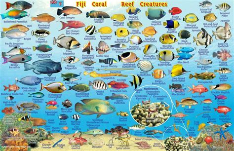 Why You Should Avoid Eating Reef Fish Vanuatu