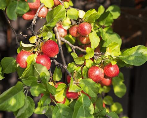 Crab Apple Malus Sylvestris Alba Trees