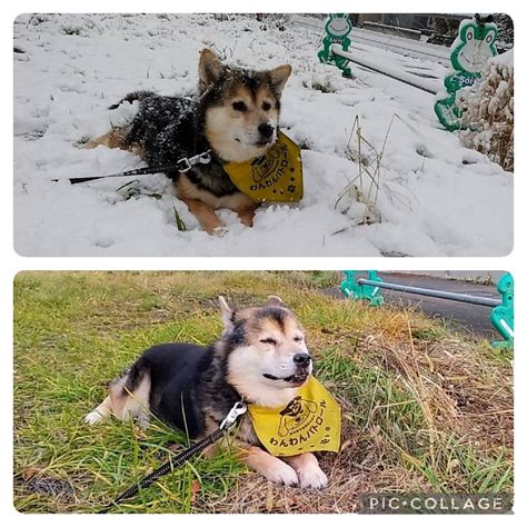 ついに雪が降りました 柴犬たぬ吉のお部屋