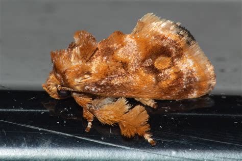 Spun Glass Slug Moth Isochaetes Beutenmuelleri Isaac M Flickr