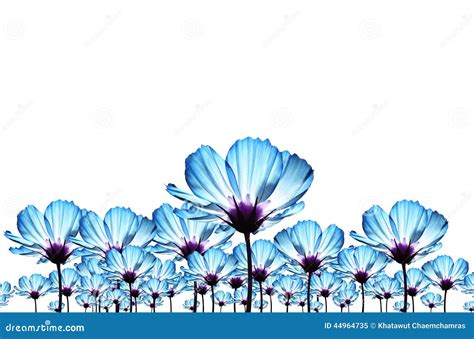 Blue Cosmos Flower Stock Image Image Of Glow Detail 44964735