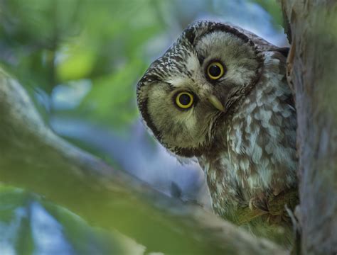 K Birds Owls Glance Branches Rare Gallery Hd Wallpapers