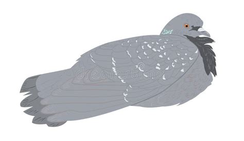 Rock Pigeon Behind Greeting Sign For International Bird Day Vector