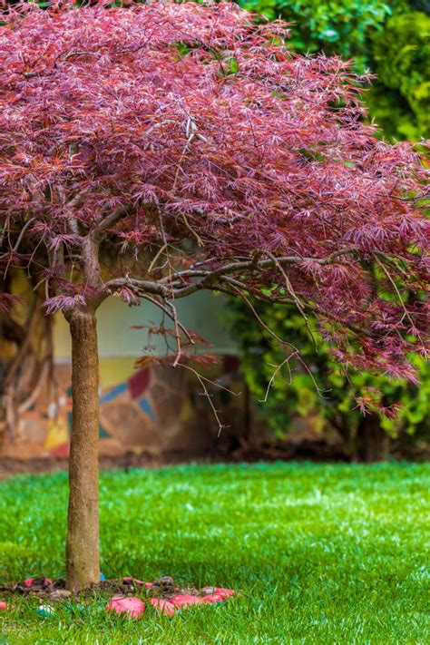 Acer Inaba Shidare Japanese Maple 13 Pot Hello Hello Plants