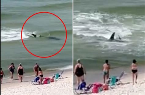 Vladimir Popov Shark Attack: How to Recognize Shark Presence at the ...