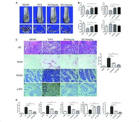 Jzl Ameliorates Ovx Induced Bone Loss In Vivo Forty Female