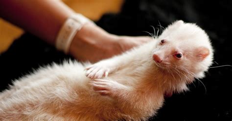 Adrenal Disease In Ferrets Symptoms Causes Treatments And Prevention