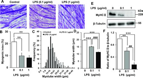 Effect Of Lps On C2c12 Myogenesis A Lps Inhibits The Formation Of