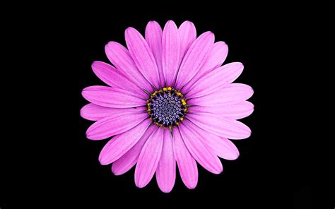 Margarita Purple Daisy flower 4K Wallpapers | HD Wallpapers | ID #23980