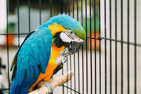 Things Every Pet Owner Should Know About Bird Boarding The Zen Universe