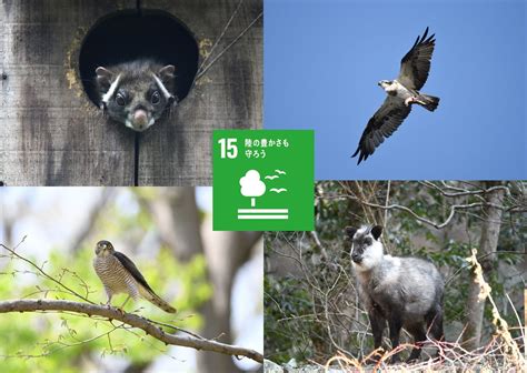 生物多様性とsdgs！みんながつながって生きている！【 ゴール15 】 Sdgs One By One Sdgsを楽しく学ぶメディア