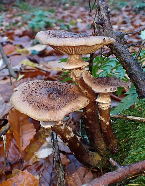 Armillaria Mellea Agg 1 Honiggelber Hallimasch Artengr Flickr