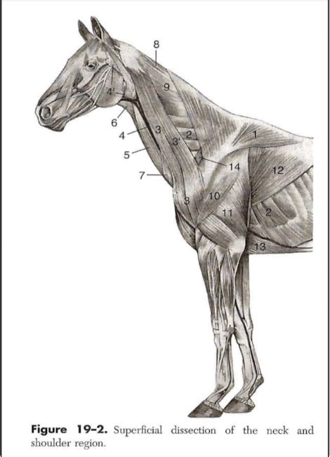 Equine Dissection Of Neck And Shoulder Region Diagram Quizlet