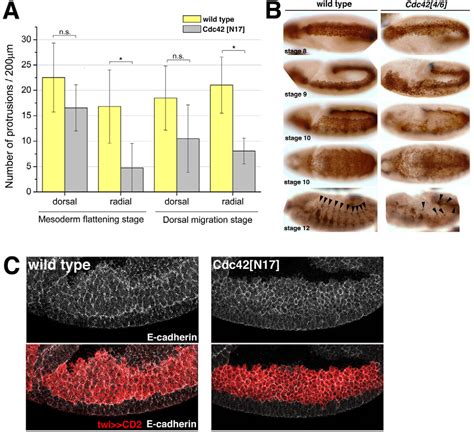 Figure From Fibroblast Growth Factor Signalling Controls Successive