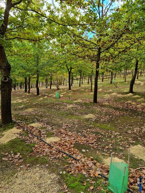 Truffle Farm Establishment Open Day - Stonebarn Truffles | Truffles ...