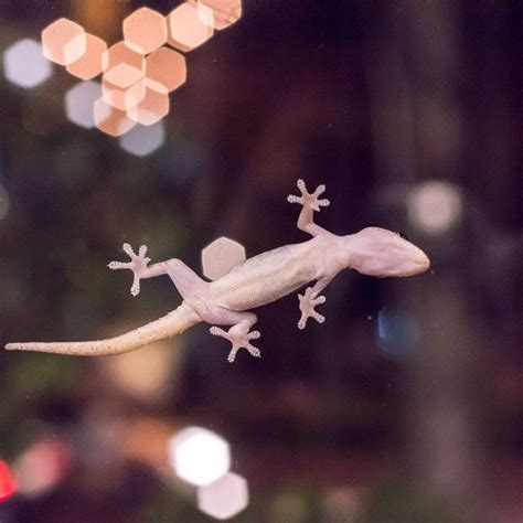 An Albino Lizard Kept Interrupting the Universe | by Regitze Ladekarl ...