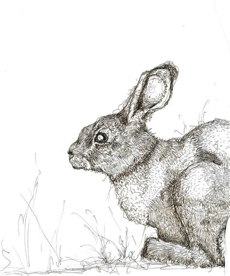 rabbit pen and ink | Plein air watercolor, Watercolor sketch, Sketches