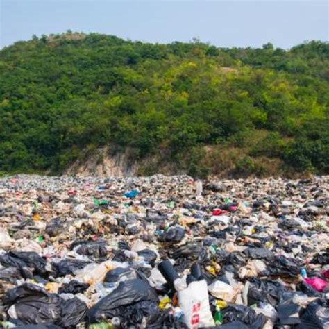 Lista Foto Tala De Arboles Como Afecta Al Medio Ambiente El Ltimo