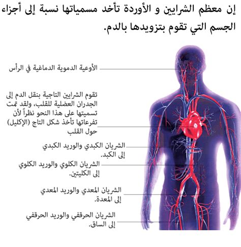 الدورة الدموية في جسم الإنسان