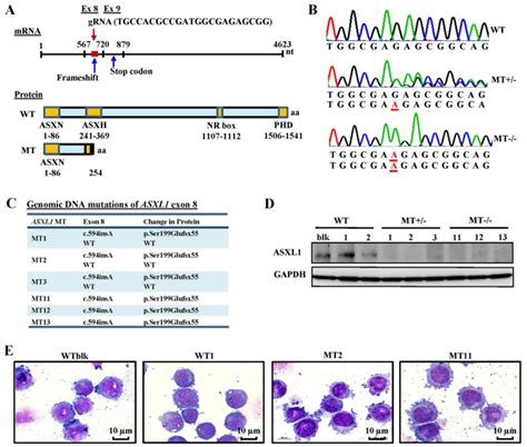 CRISPR Cas9 Mediated ASXL1 Mutations In U937 Cells Disrupt Myeloid