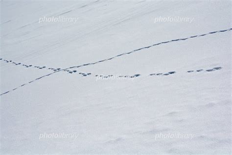 雪の上の足跡 写真素材 1229848 フォトライブラリー Photolibrary