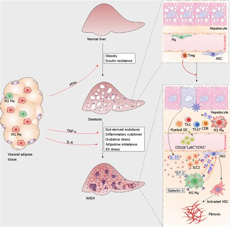 Figure 1 From Galectin 3 And Il 33st2 Axis Roles And Interplay In Diet