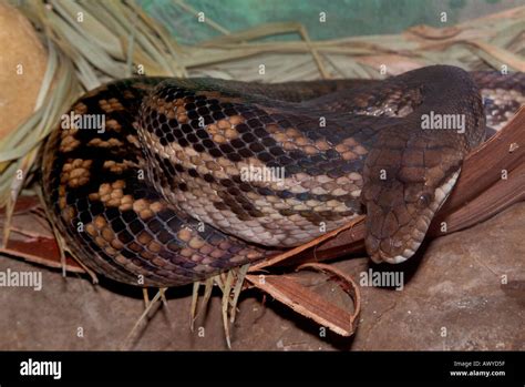 The amethystine python Stock Photo - Alamy