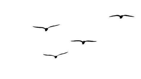 A Flock Of Birds Flying Across A White Sky