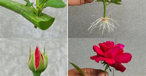 Comment cultiver des roses à partir de boutons floraux cultiver des