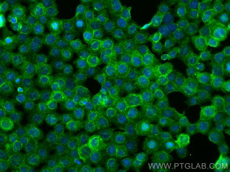 Cd C Integrin Alpha X Antibody Rr Proteintech