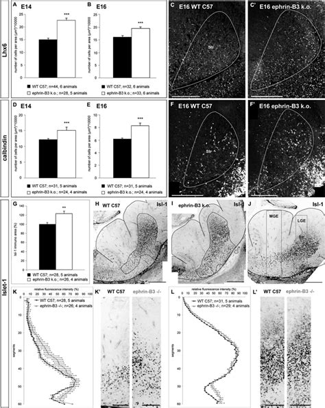 Frontiers A Dual Role Of Ephb Ephrin B Reverse Signaling On