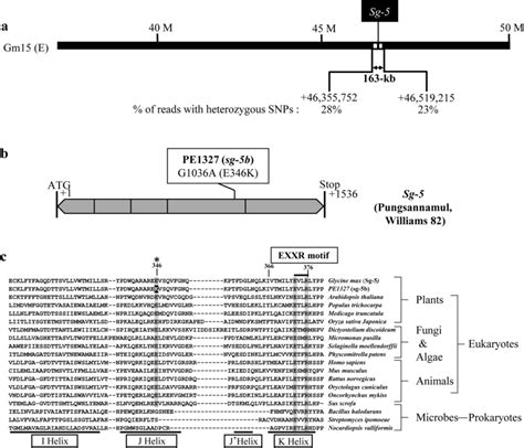 Physical Map And Gene Structure Of Sg 5 Glyma 15g243300 In Soybean A