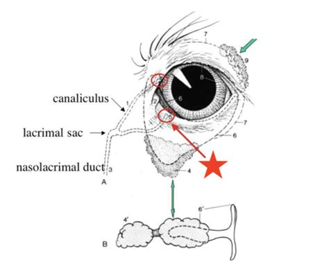 Lacrimal System Flashcards Quizlet