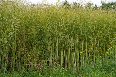 Ripe Canola Field Green Rapeseed Pods Mustard Plant Harvest Oil