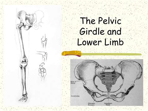 Pelvic Girdle Anatomy Unlabeled Human Anatomy Porn Sex Picture