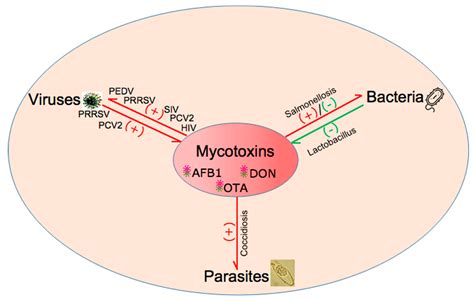 Toxins Free Full Text Immunotoxicity Of Three Environmental