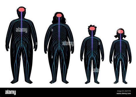 Central Nervous System Illustration Stock Photo Alamy