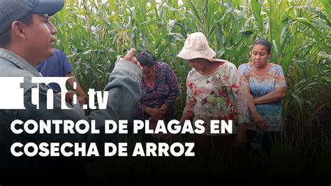 INTA Capacita Sobre Control De Plagas En Cosecha De Arroz En Nandaime