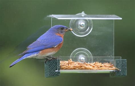 The 5 BEST Bluebird & Mealworm Feeders To Try (2019) - Bird Watching HQ