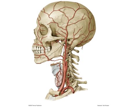 External Carotid Artery Anterior Branches — Printable Worksheet