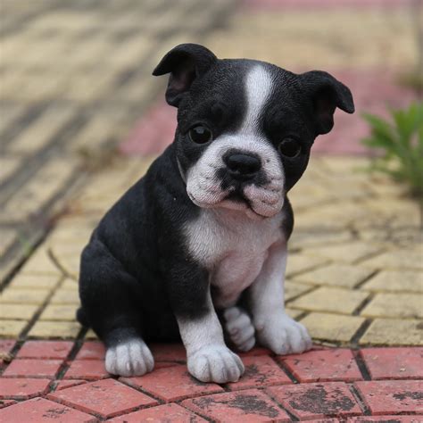 boston terrier puppies traits care grooming health diet