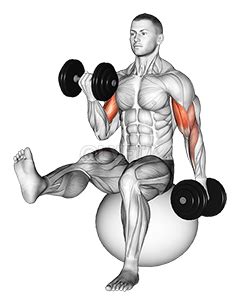 Dumbbell Alternating Bicep Curl with Leg Raised on Exercise Ball ...