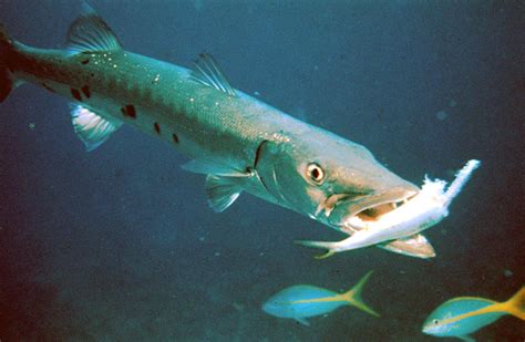 Great Barracuda Sphyraena Barracuda