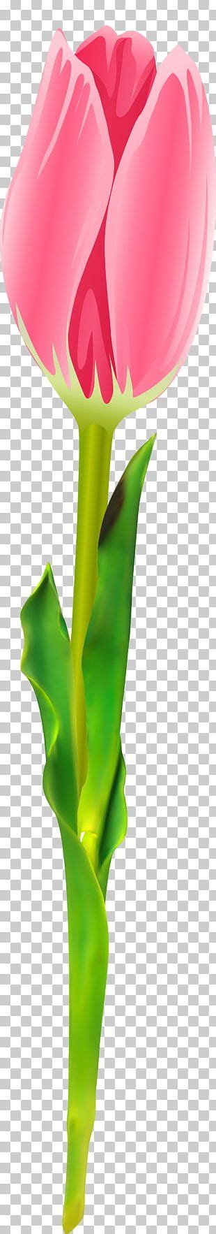 Flowering Plant Cut Flowers Tulip PNG Clipart Arum Cut Flowers