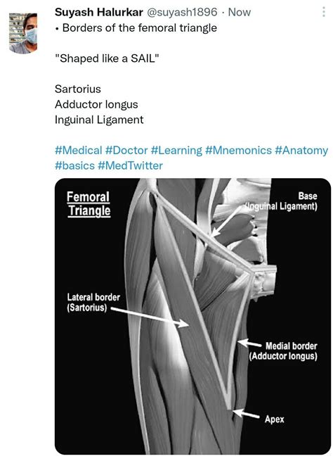 Mnemonic's for borders of the femoral triangle | Mnemonics, Medical, Oral